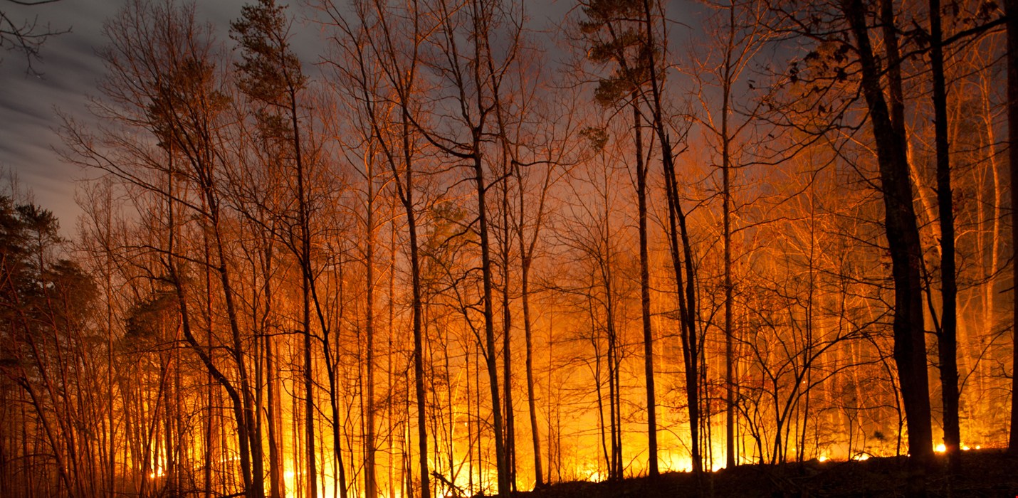 Life After a Fire