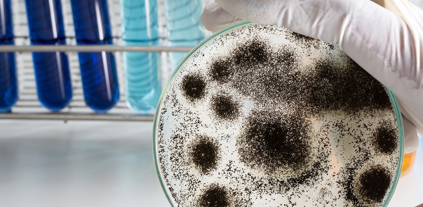 Mold Remediation
